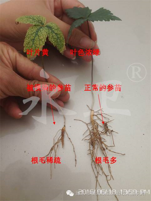 威海文登铺集镇"永卫168"治疗西洋参线虫效果示范